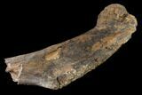 Partial Fossil Edmontosaurus Humerus - South Dakota #145877-3